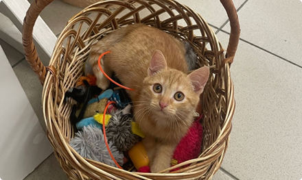 Кот в корзинке